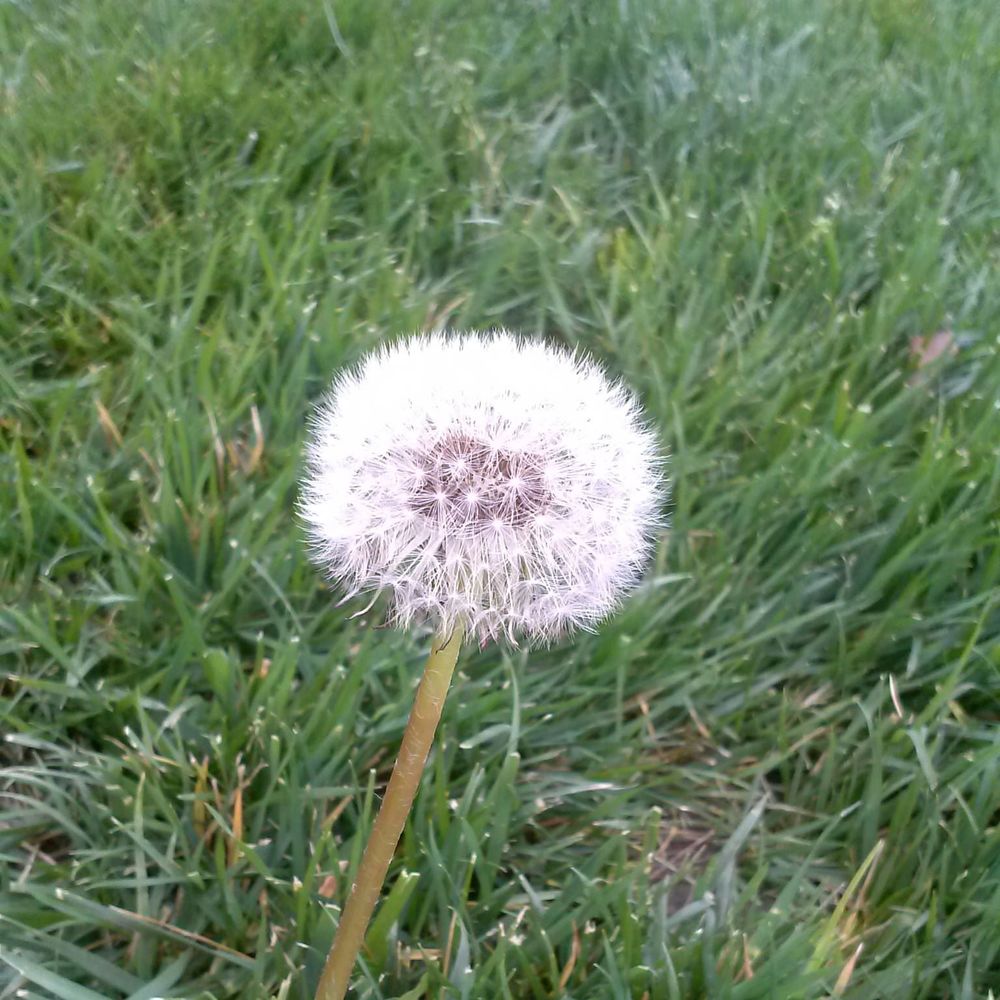 Meet your Posher, Priscilla